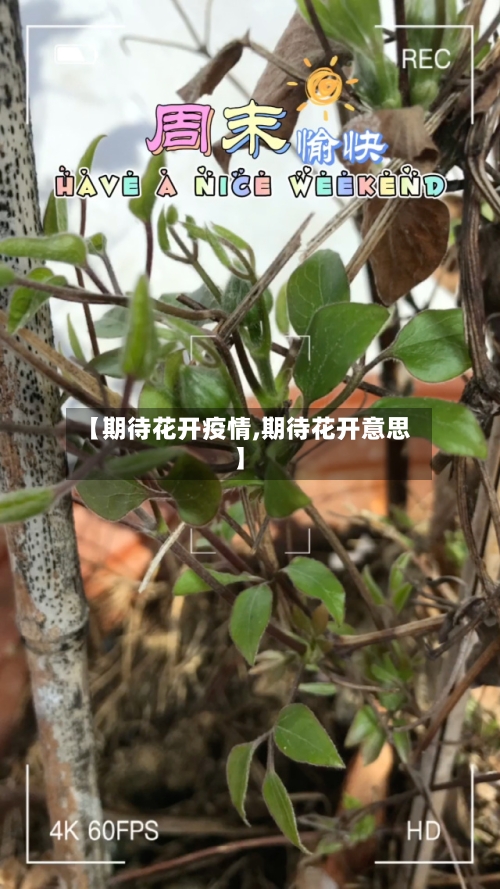 【期待花开疫情,期待花开意思】-第1张图片