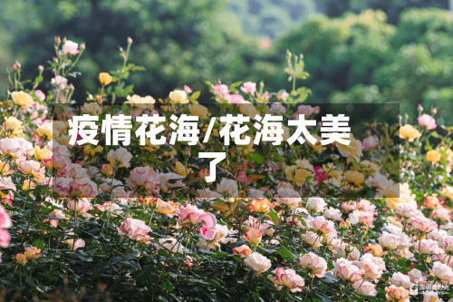 疫情花海/花海太美了-第1张图片