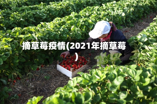 摘草莓疫情(2021年摘草莓)-第1张图片