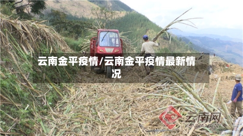 云南金平疫情/云南金平疫情最新情况-第2张图片